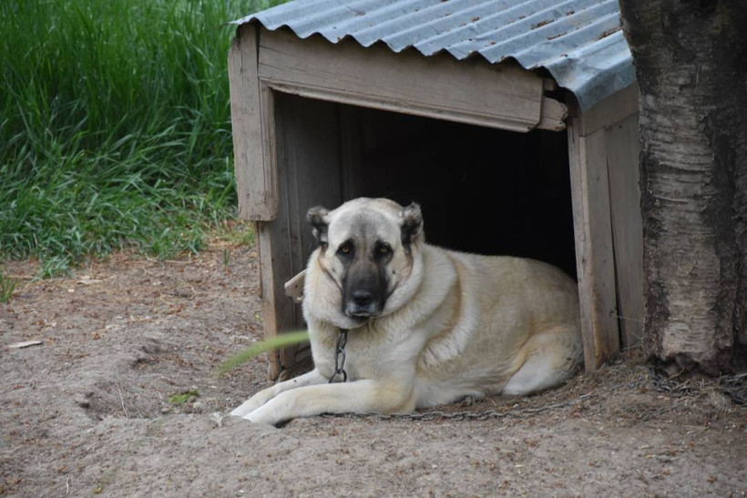 İklim krizi Kangal köpeklerini de etkiledi: Doğum oranı yüzde 50 düştü - Resim: 9